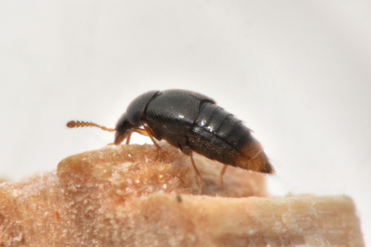 Staphylinidae: Holobus apicatus